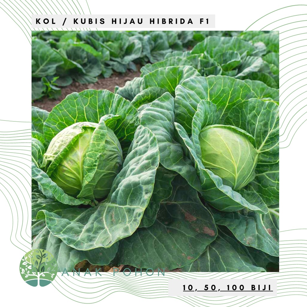 Benih Bibit Biji - Kubis Kobis Kol Hijau F1 Hibrida Clever Cabbage Seeds - Panen Dalam 70 Hari