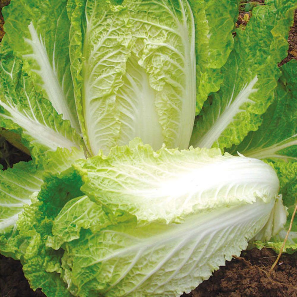 Benih Bibit Biji - Sawi Putih Slobor Napa Cabbage Sawi Kimchi Korea K-pop F1 Hibrida Seeds - Panen Dalam 55 HST