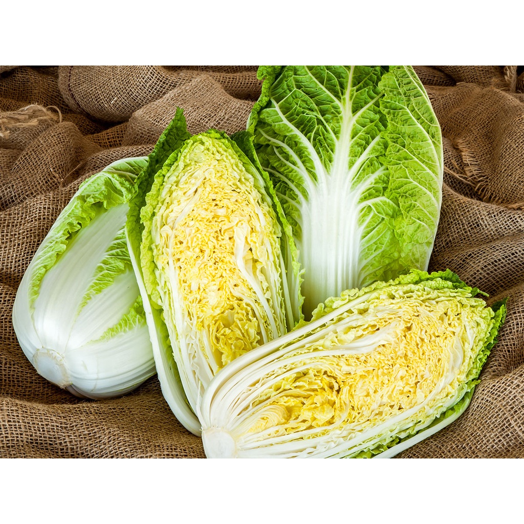 Benih Bibit Biji - Sawi Putih Slobor Napa Cabbage Sawi Kimchi Korea K-pop F1 Hibrida Seeds - Panen Dalam 55 HST