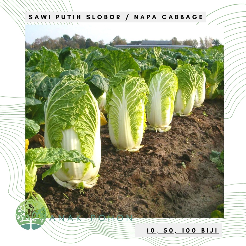 Benih Bibit Biji - Sawi Putih Slobor Napa Cabbage Sawi Kimchi Korea K-pop F1 Hibrida Seeds - Panen Dalam 55 HST