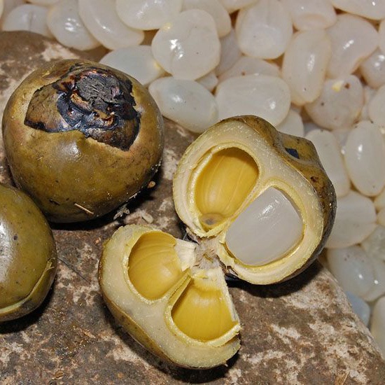 

Kolang Kaling Segar I Buah Pohon Aren 1Kg