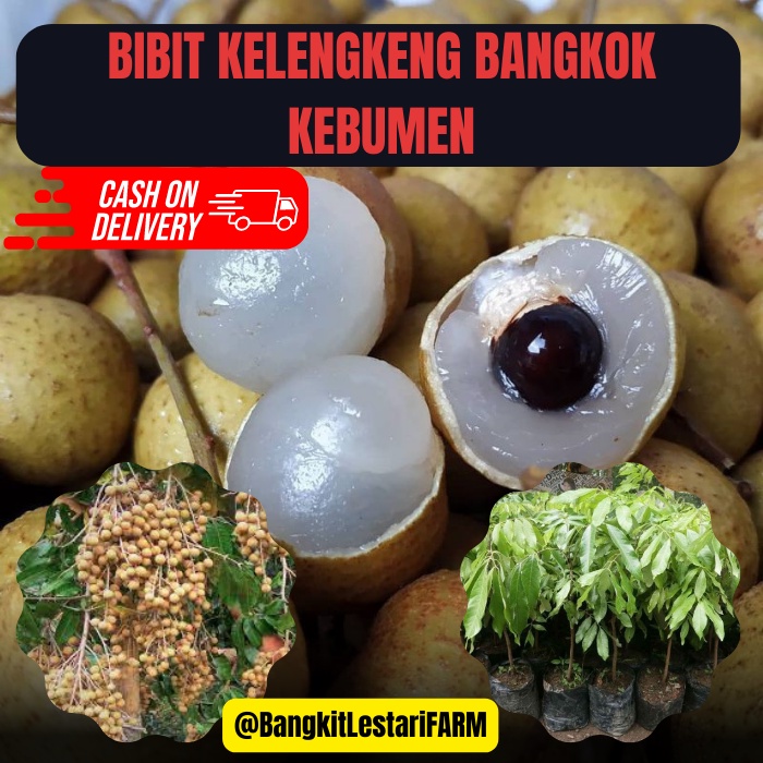 Bibit Kelengkeng Bangkok, Bibit Kelengkeng BERKUALITAS DAN SUPER GENJAH