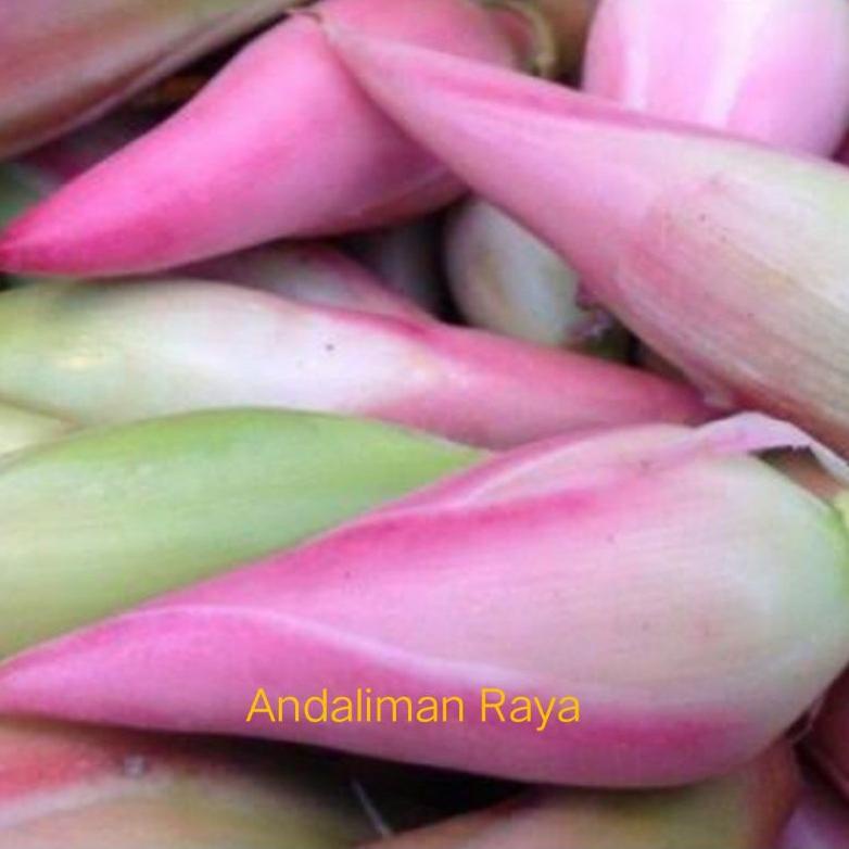 

TERMURAH kecombrang/kincung 250 gram
