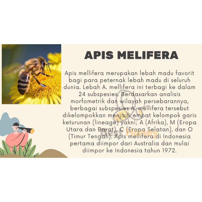 

QH Best Honey Madu Murni Lebah Apis Melifera Nektar Akasia 250g Free 50g