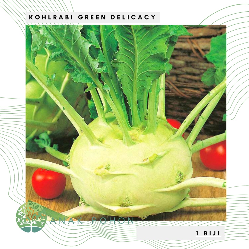 Benih Bibit Biji - Kohlrabi Green Delicacy Kohl Rabi German Turnip Seeds - IMPORT