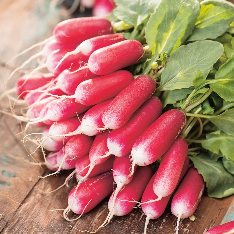 Benih Bibit Biji - Lobak Radish French Breakfast 3 Raphanus sativus Seeds - IMPORT