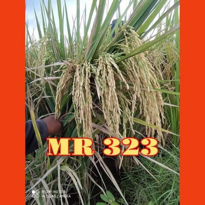 Benih bibit padi MR 323 MR323 berkualitas kemasan 5kg