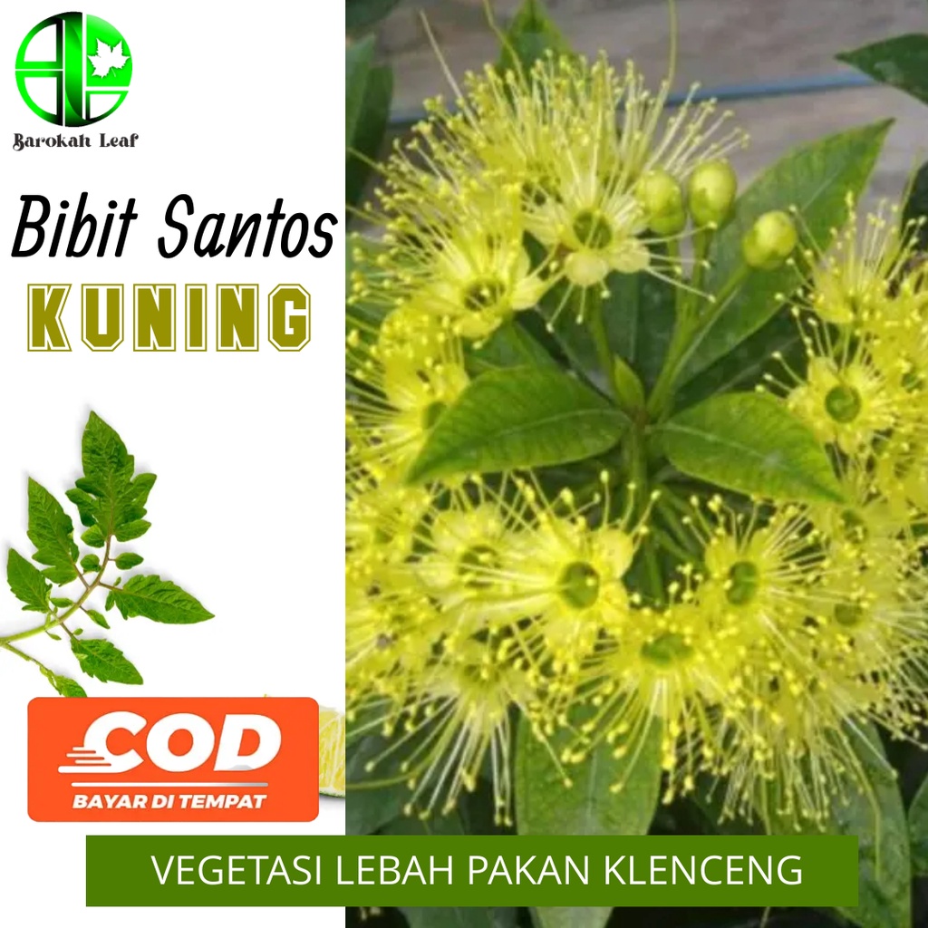 Tanaman Hias Bunga Santos Kuning Vegetasi Lebah Pakan Klanceng