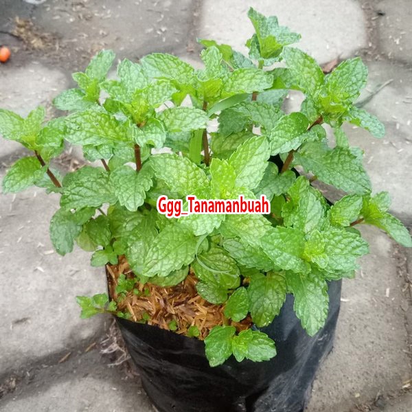 bibit daun mint super rimbun