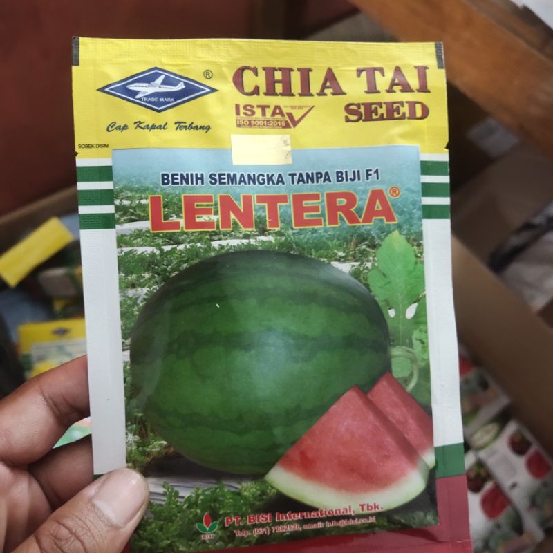 Benih Semangka Non Biji Lentera