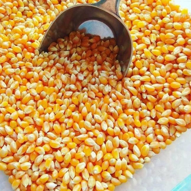 

TERBARU JAGUNG POPCORN MENTAH 1 KG ANTI BANTET