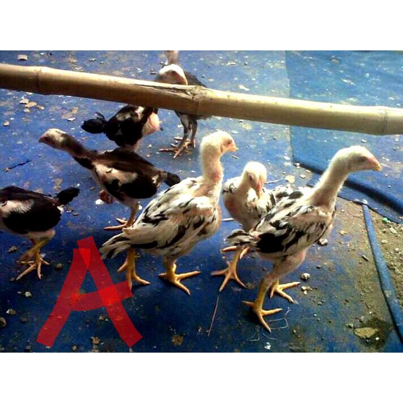 Box kotak Tempat ayam isi anakan Ayam Plucker Trah pacek Jawara Pukul syaraf