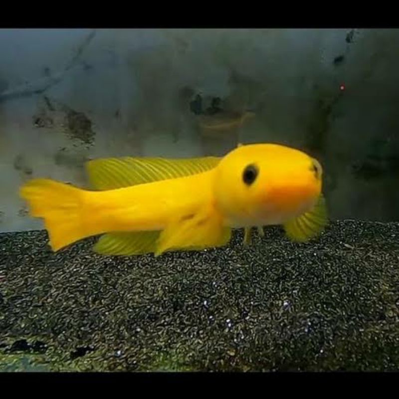 Limbata golden, bagus 4-5-6 cm