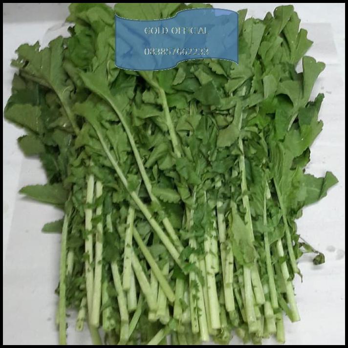 

TERMURAH *GOLD* DAUN LOBAK PUTIH ORGANIK / ORGANIC RADISH LEAVES !!!!!!!