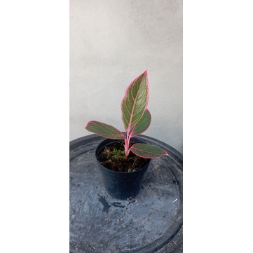 Aglonema lipstik khanza