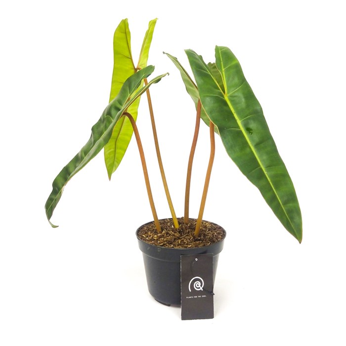 Philodendron billietiae *Kw1 / philo kabel busi - Tanaman hias / bibit - L / Tanaman hias murah