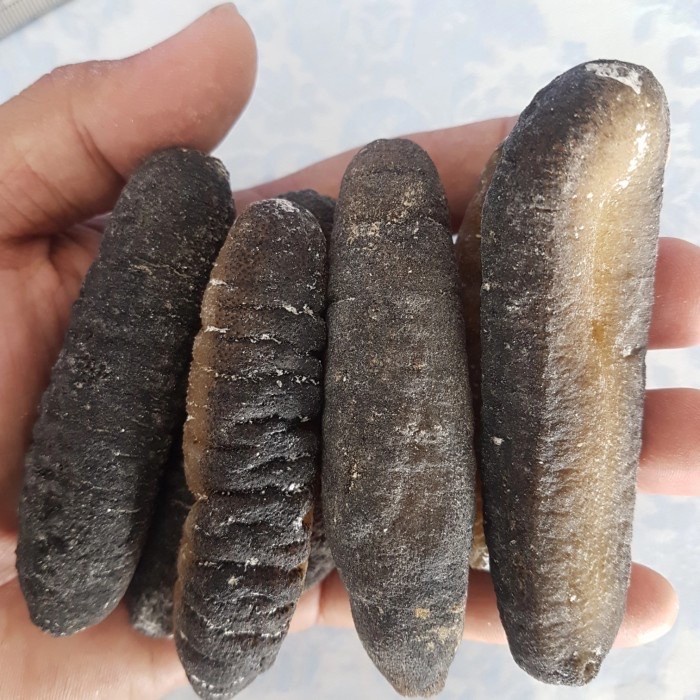 

teripang gosok Haisom Teripang kering isi 20an / 500gr