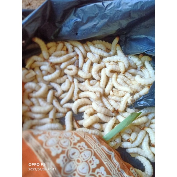 ulat bambu cangkilung per 100biji