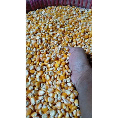 

Jagung pipil isi 1kg