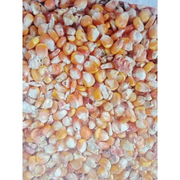 

jagung kering
