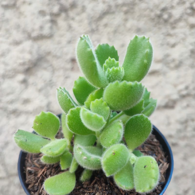 Cotyledon Tomentosa | DP 10cm | Sukulen