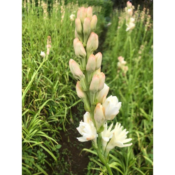 Sedap malam / Bunga Sedap Malam / Fresh Sedap Malam