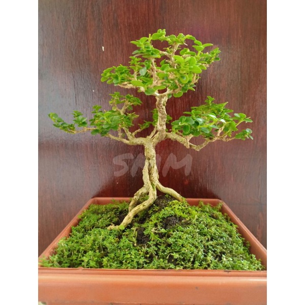 Tanaman Hidup Bonsai Sancang