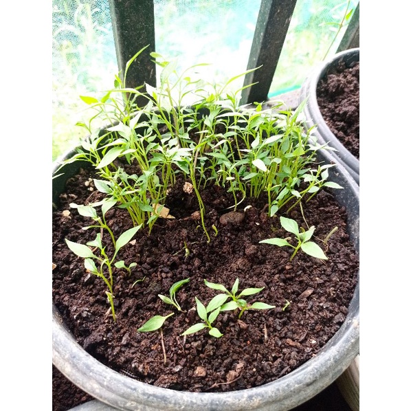 Bibit Cabe Benih Biji cabe 15 biji