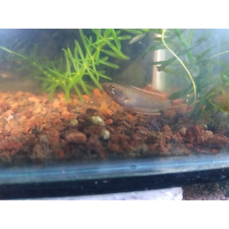 Limbata Cb 10/11cm single tank