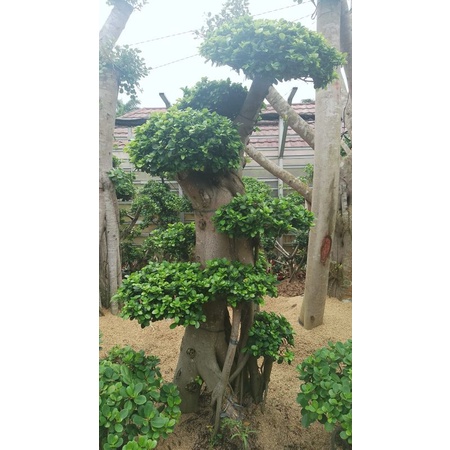 pohon bonsay beringin korea/bonsay unik batang besar tinggi 1-2 m