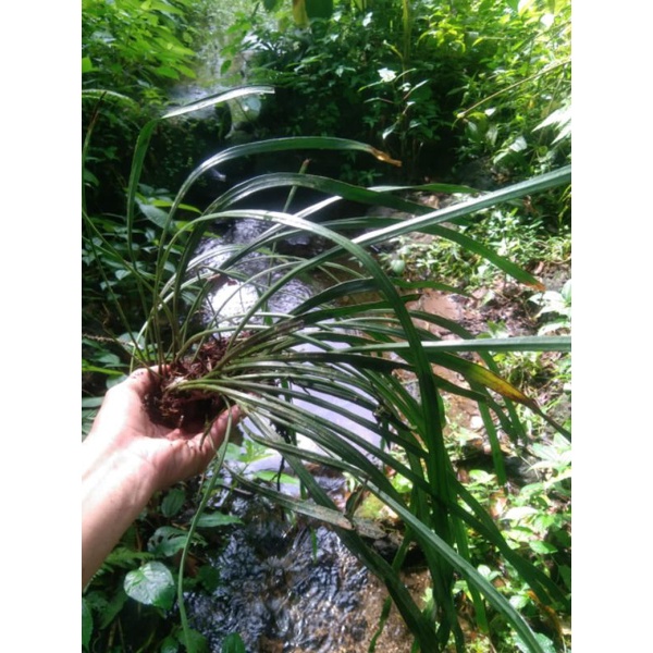 Kadaka rumpai tempel