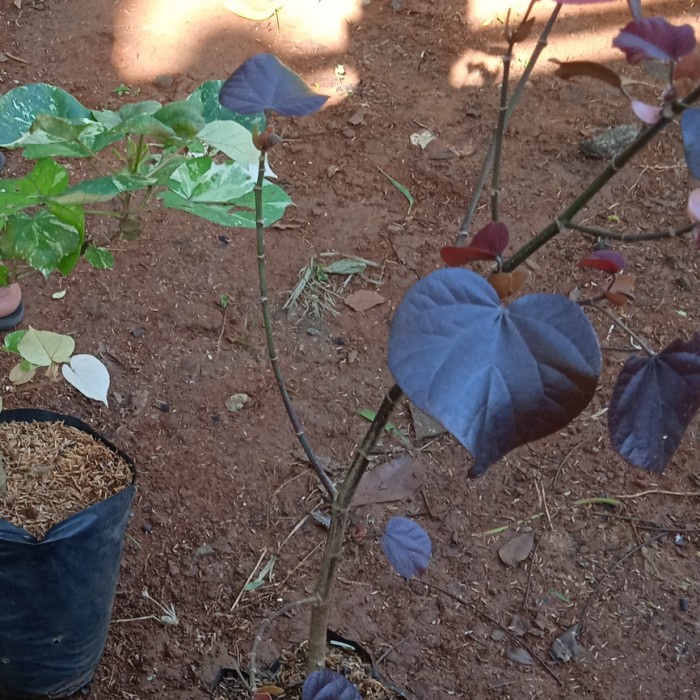 Hot Sale Tanaman Hias Waru Merah Hitam Terlaris