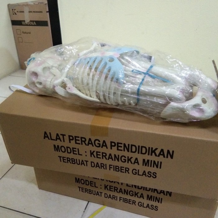 Must Have Kerangka Manusia Mini Terlaris