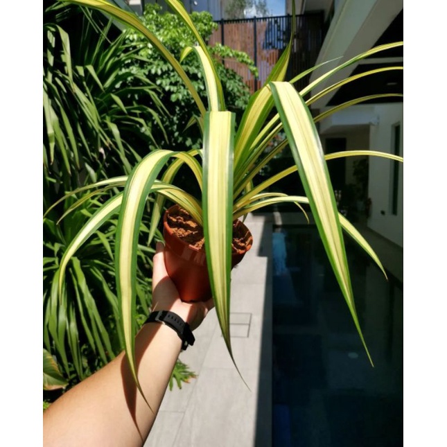 Pandan Variegata