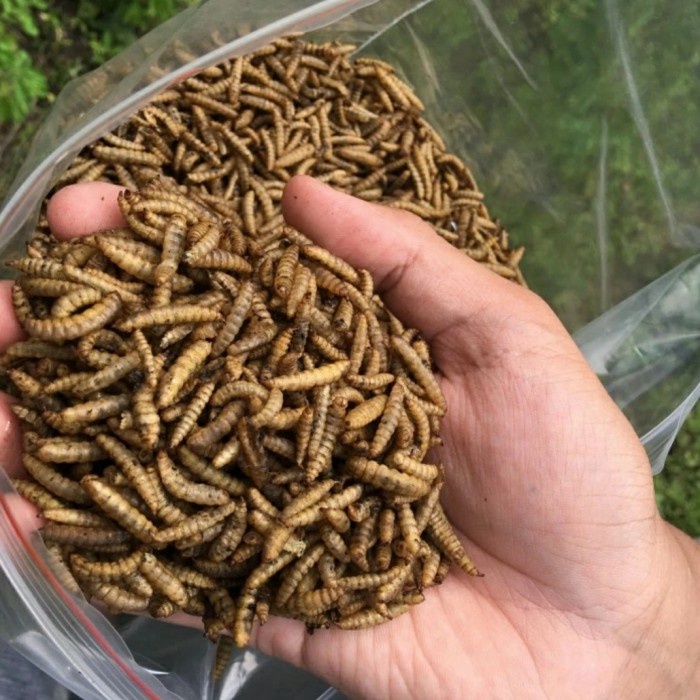 Terlaris Magot Oven 1Kg Grade A Maggot Magot Kering Maggot Oven Magot Bsf