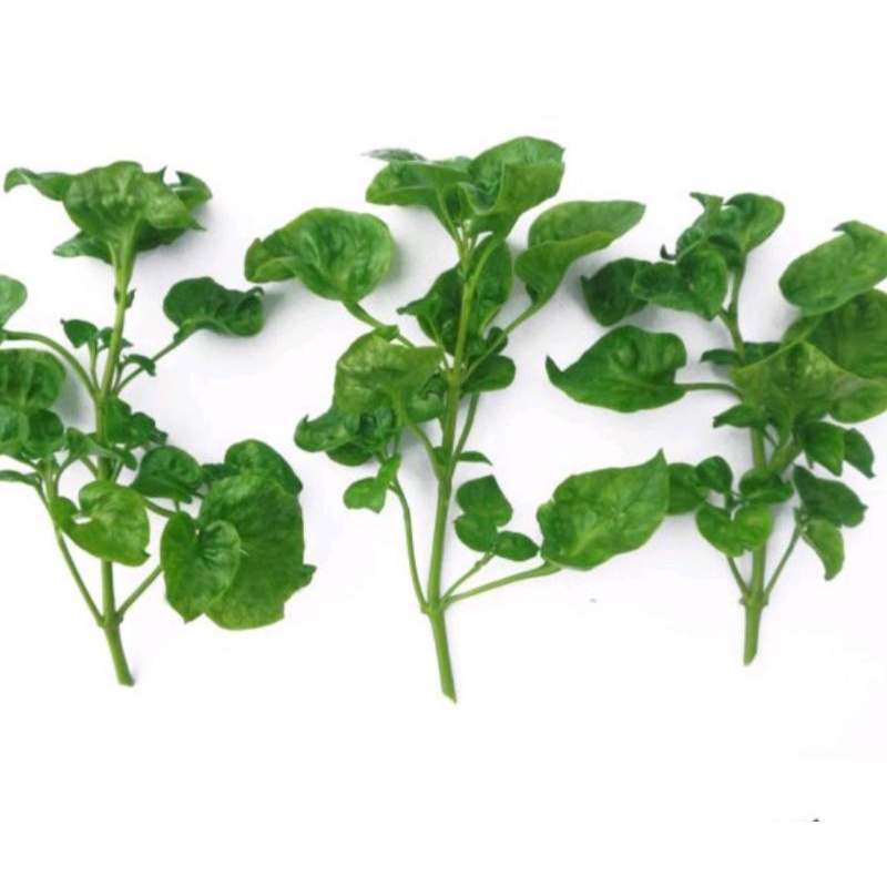 bibit benih stek bayam brazil bayam lalap