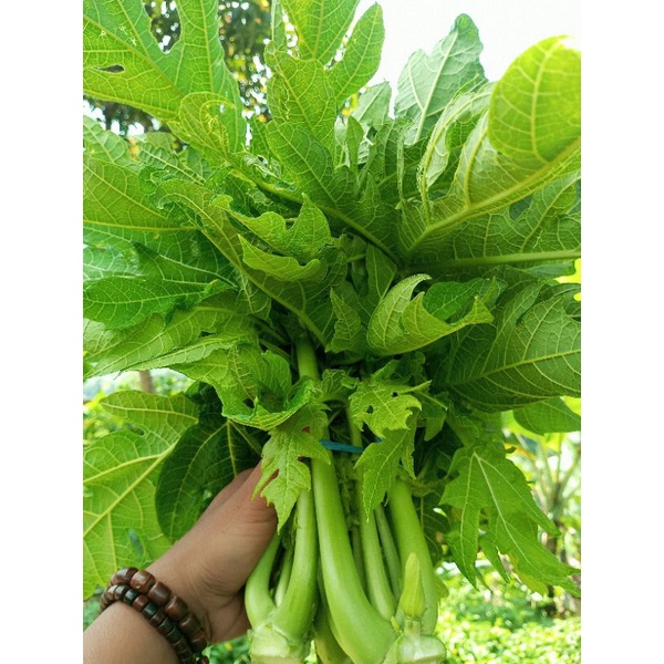 

Daun pepaya segar/1kg paket murah