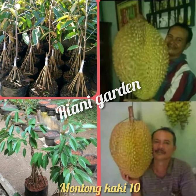 BIBIT DURIAN MONTONG KAKI 10 KUALITAS UNGGUL