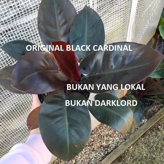 Kejar Hemat Philodendron Black Cardinal Original / Philo Black Cardinal Asli