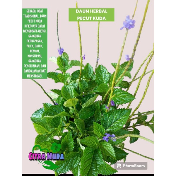 

pecut Kuda Herbal segar500gram