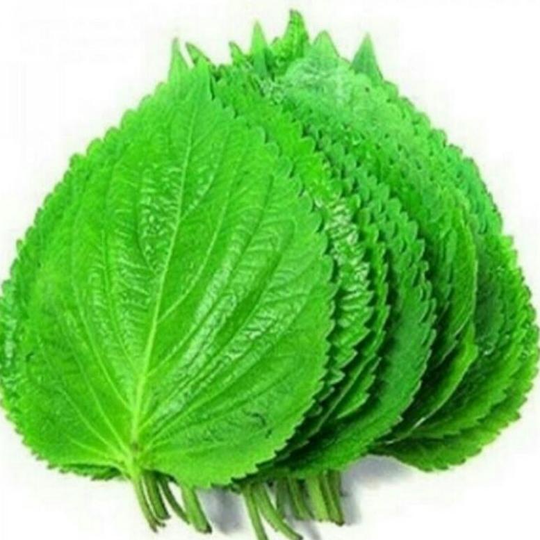 

➨ Perila Leaf Fresh - Daun Wijen Muda Untuk Bungkusan BBQ 100gr Dijual Murah