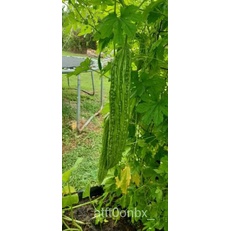 

Pahit BenihดAMPA! Sepotong La Ya30ธLabu Organikล์ น็ัเPanen2021ุม พ Q659