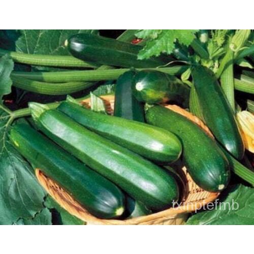 

ัธ็นล200+พGM Pengiriman Gratis90%LabuเPengecekุBibit LabuมBenih Musim Panasด์ 7TZF