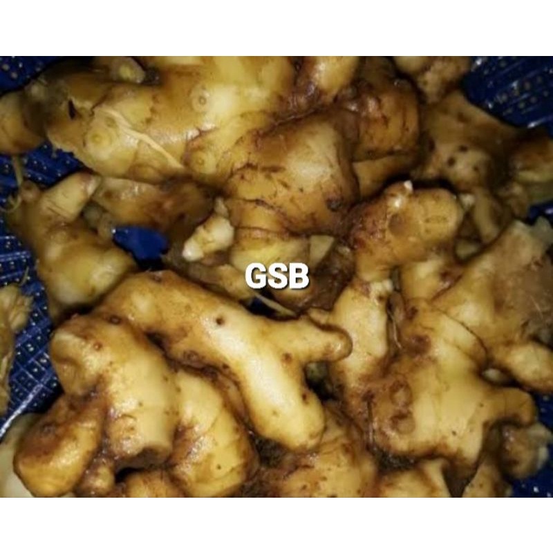 Rimpang bangle umbi bangle segar 250 gram