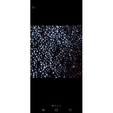 

Kacang Gude