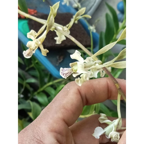 Dendrobium streboceras remaja