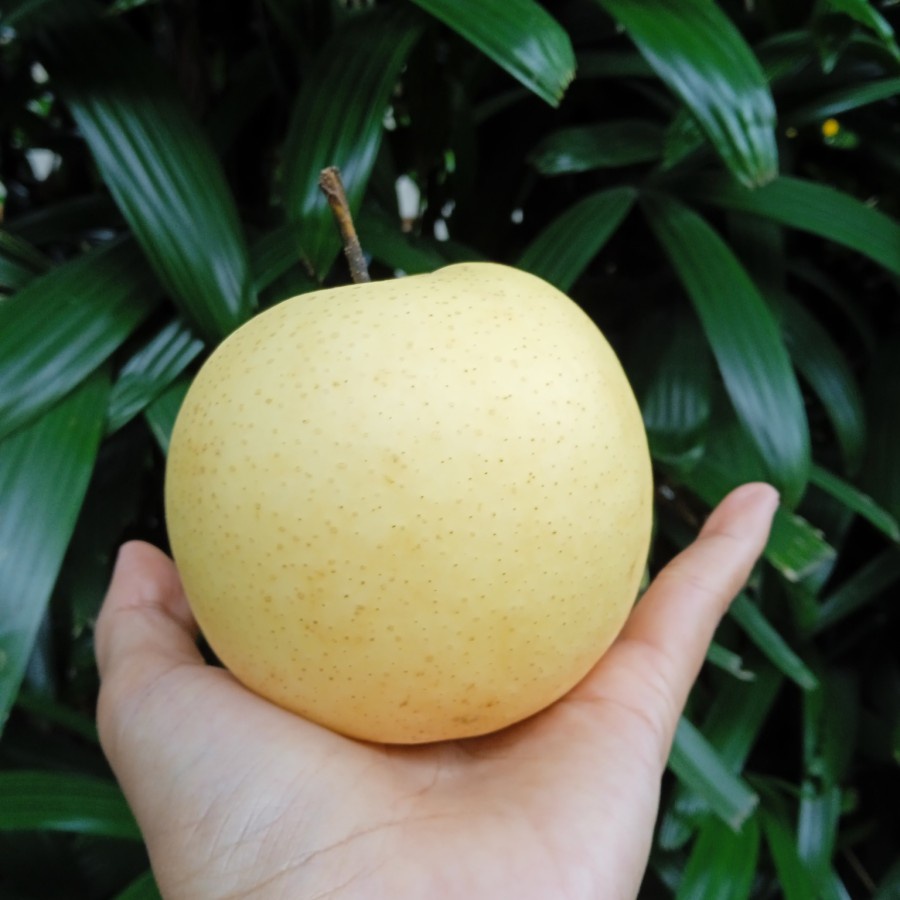 

Ay00! Pir Century Fresh 1 kg / Pear Sweet / Buah Pir Manis