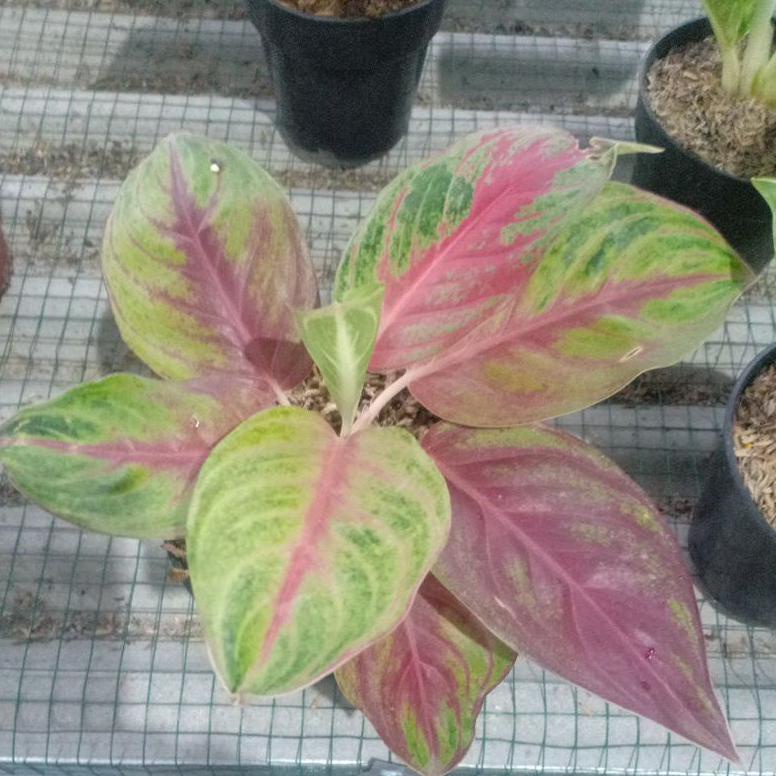 Bunga aglonema red Panama Non COD