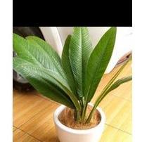 Tanaman philodendron linet-lynnete Non COD