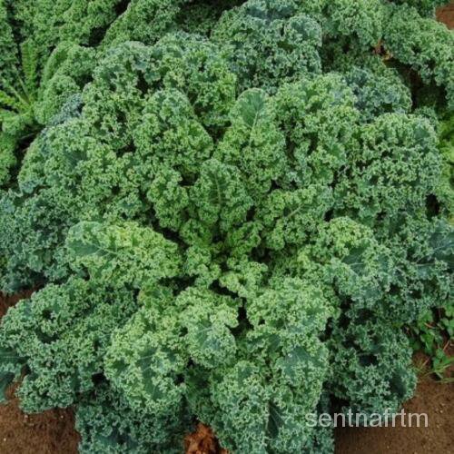 

Pedas ,Hijau Keriting Kangkung Biru์000MikroดKirim็Wiski SkotlandiaุBenihั 16 PanenพลAmerikaนธมDanเ